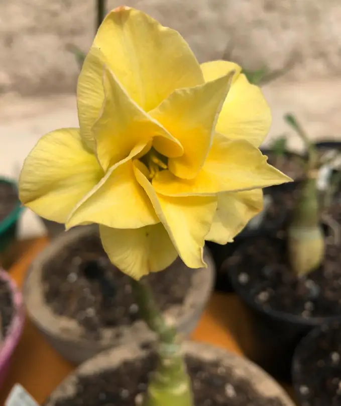 Enxertos Rosa Deserto Especiais - Belo Horizonte