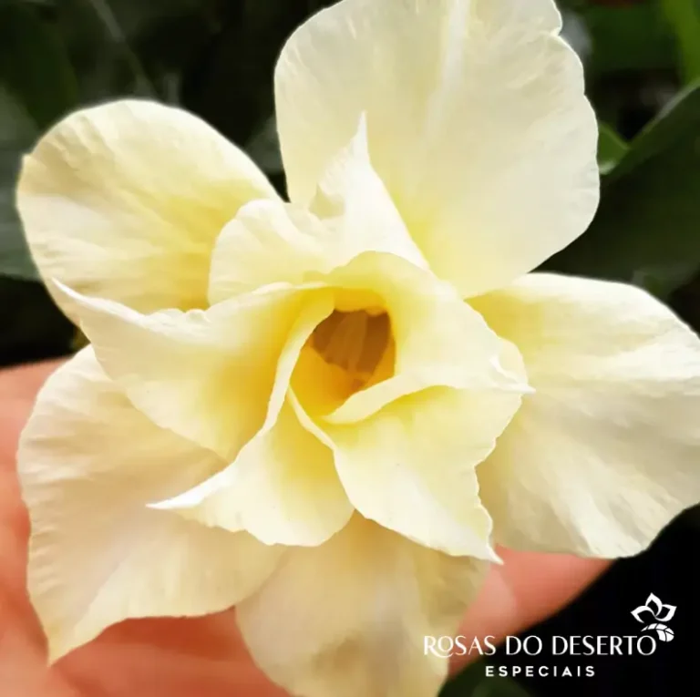 Foto Galeria Rosa do Deserto Especiais - Belo Horizonte