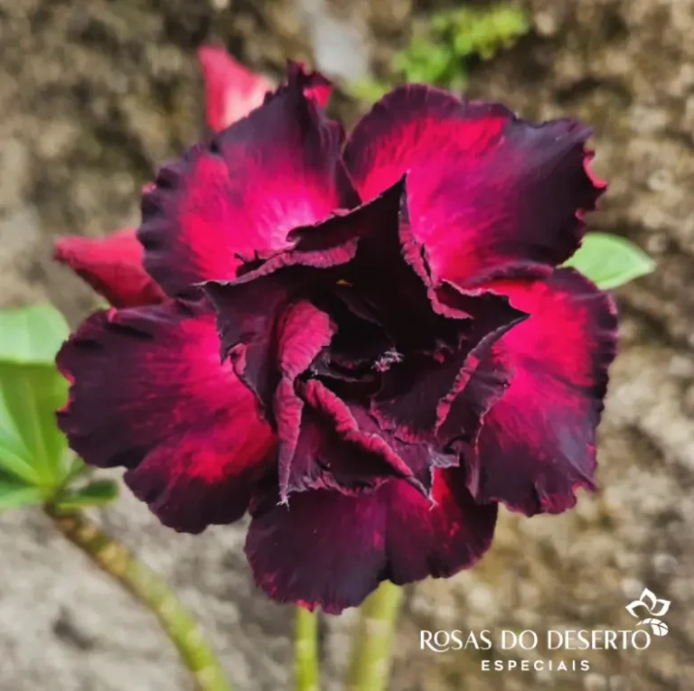Foto Galeria Rosa do Deserto Especiais - Belo Horizonte