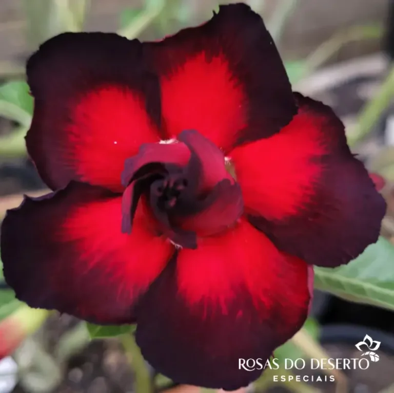 Foto Galeria Rosa do Deserto Especiais - Belo Horizonte