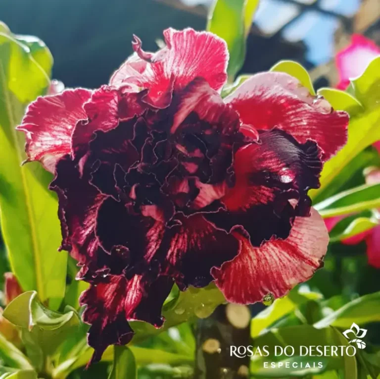 Foto Galeria Rosa do Deserto Especiais - Belo Horizonte
