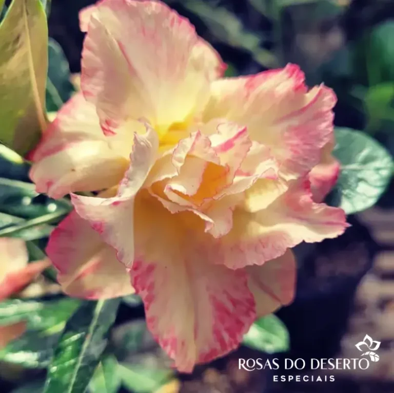 Foto Galeria Rosa do Deserto Especiais - Belo Horizonte