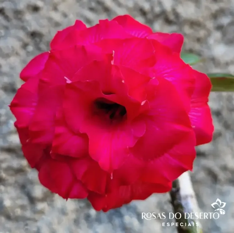 Foto Galeria Rosa do Deserto Especiais - Belo Horizonte
