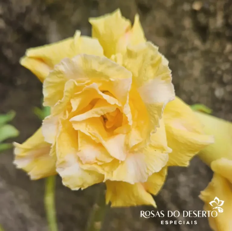 Foto Galeria Rosa do Deserto Especiais - Belo Horizonte