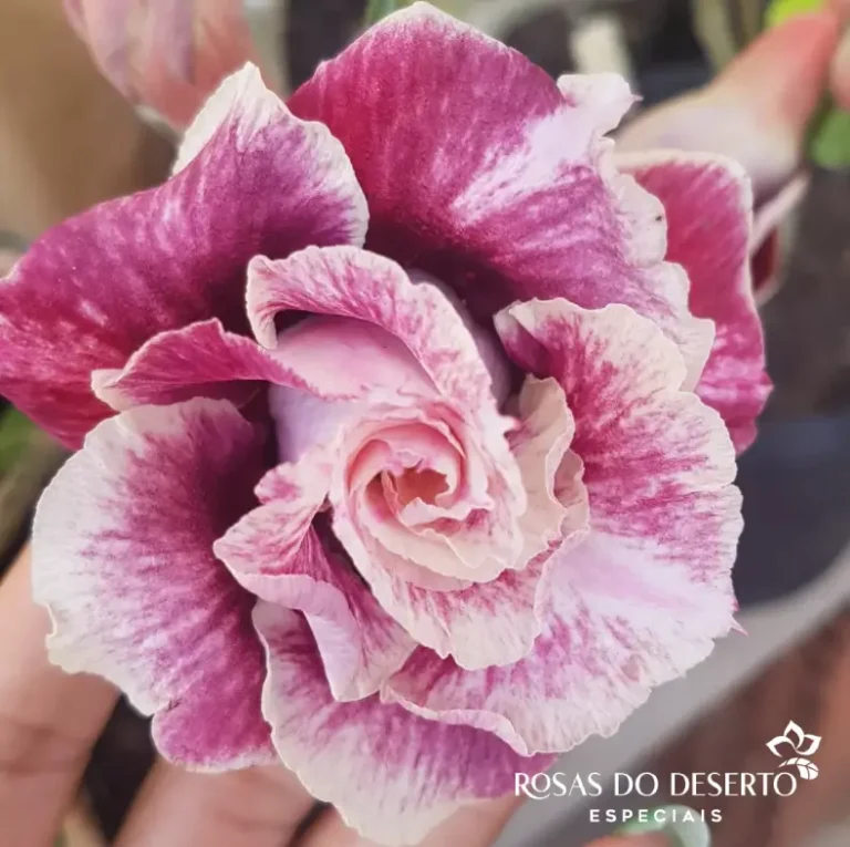 Foto Galeria Rosa do Deserto Especiais - Belo Horizonte