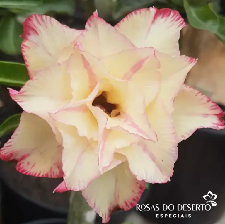 Foto Galeria Rosa do Deserto Especiais - Belo Horizonte