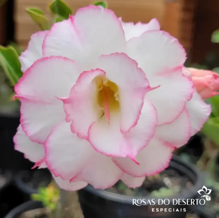 Foto Galeria Rosa do Deserto Especiais - Belo Horizonte