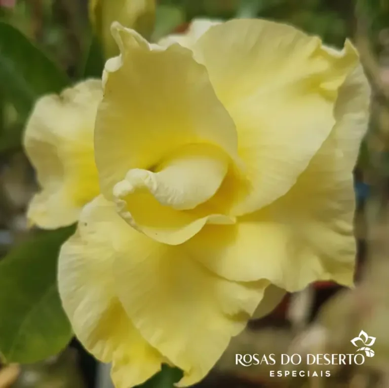 Foto Galeria Rosa do Deserto Especiais - Belo Horizonte