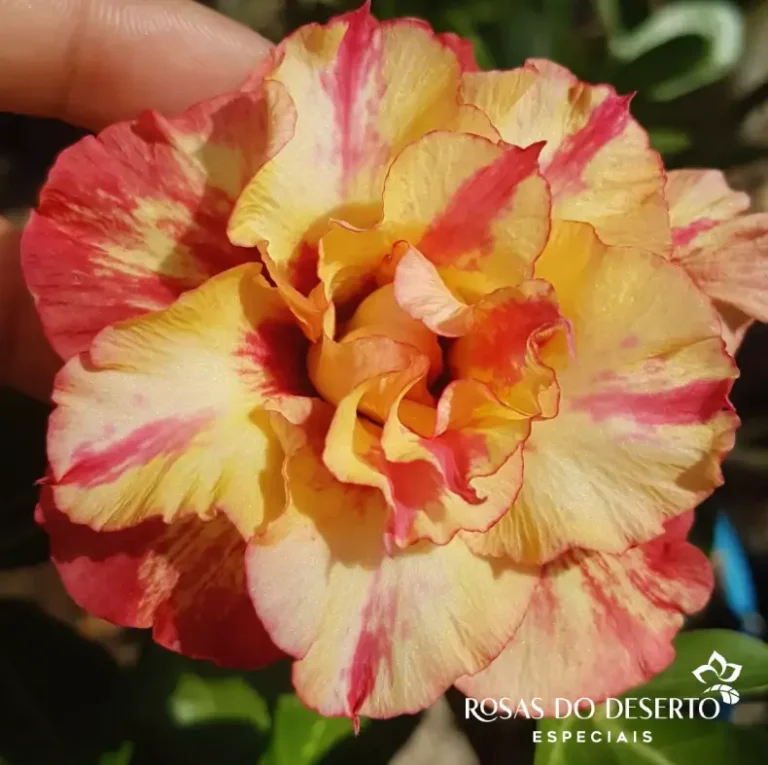 Foto Galeria Rosa do Deserto Especiais - Belo Horizonte